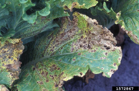A leaf with hundreds of Alternaria lesions. In some places there are so many that they blend together and the leaf is brown and necrotic.