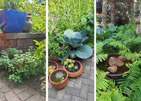 Green plant in terracotta pot under a green shrub by a gray wall with a blue pot on top. Plants in five pots in a group with tall green plants behind. A bird bath with water and three rocks in it surrounded by tall green ferns under a tree.