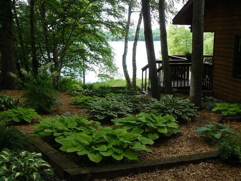 Green, large-leafed plants in tan mulch in shade alongside a house near a lake.