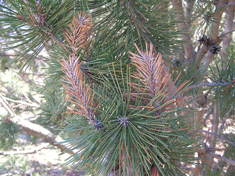 Brown needles on a pine branch