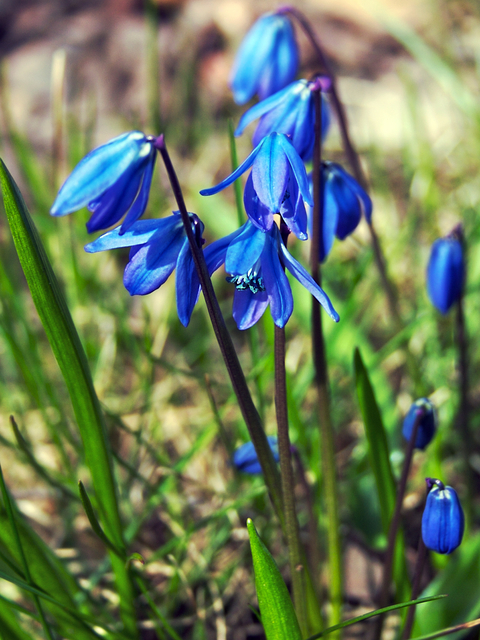 many blue squill flowers growing in the grass