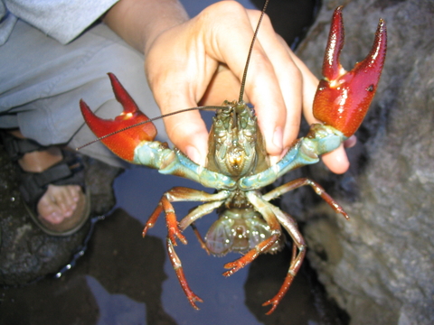 The undersides of signal crayfish have bright red claws. Image courtesy RD Clark via iNaturalist.