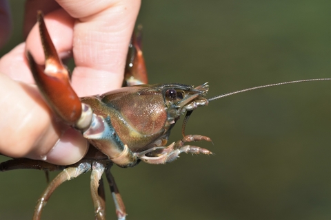 Signal crayfish. Image courtesy Braden J. Judson via iNaturalist.