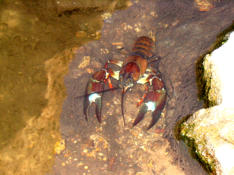Signal crayfish have a distinctive white or turquoise patch below the claw hinge. Image courtesy RD Clark via iNaturalist.