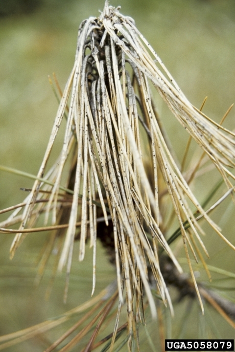 Black spores on pine needles