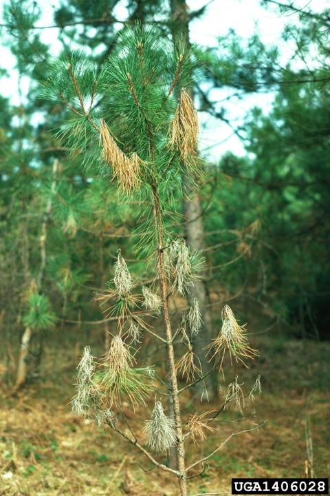 Brown, wilted needles on red pine