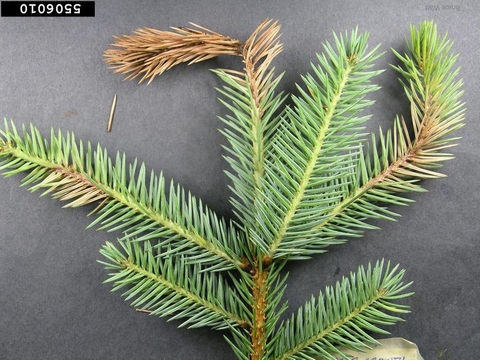 Brown needles and curled shoots on spruce
