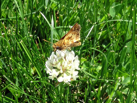 Yellowish-brown winged butterfly feeding on a clover in a lawn.