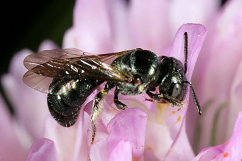 A largely hairless bee resting on a flower.