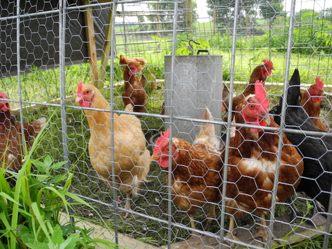small flock of hens in outdoor, mobile pen with metal feeder