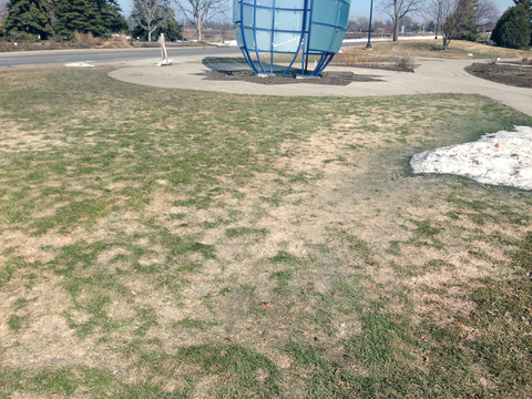 Grassy lawn showing brown, moldy patches near melting snow.