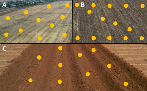 A. A light-colored field with yellow dots superimposed across the image in a random pattern. B. A brown field with yellow dots superimposed across the image in a backwards Z pattern. C. Reddish soil that has been shaped into beds with yellow dots superimposed across the image in lines along the beds. 