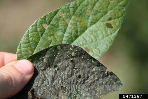 dark colored soybean leaf with sooty mold.