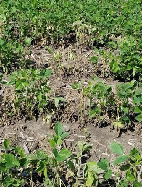damaged soybean stand
