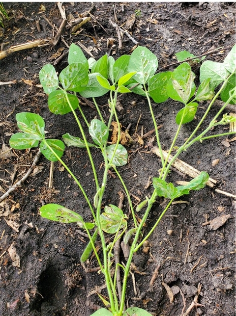 soybean plants infested with mines on the leaves