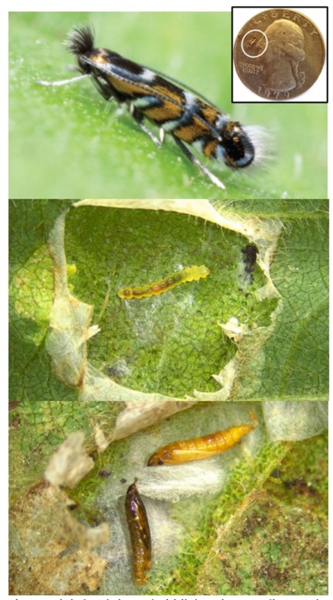 Life stages of soybean tentiform leafminer
