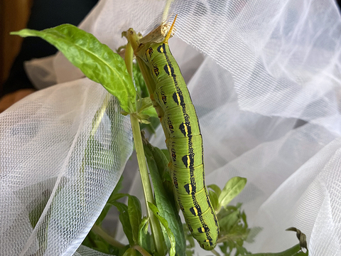 A green caterpillar with black stripes and white spots on the leaves of a purple loosestrife plant inside of a rearing net.