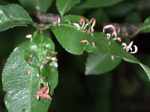 Curling pink growths on green leaves