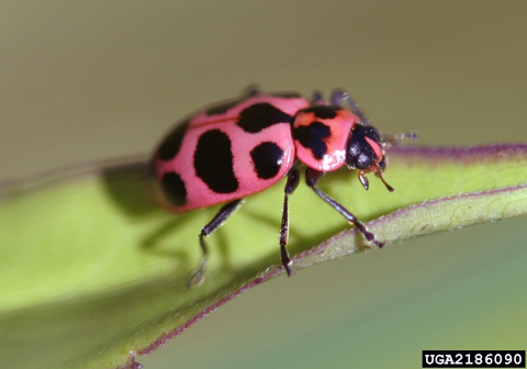 Pink lady beetle with black spots on a leaf.
