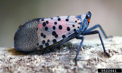 A polka dotted spotted lanternfly adult with closed wings sitting on a piece of wood.