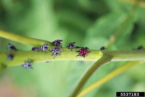 Immature spotted lanternfly, either black or red with white spots, crawling on a plant stem.