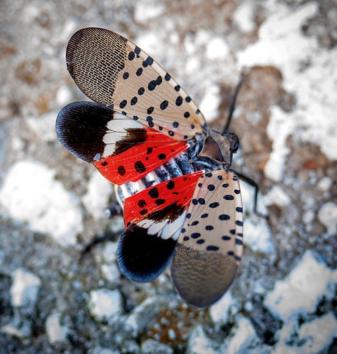 The underwing of a spotted lanternfly is beige, black and white with bright red streaks and polka dots.