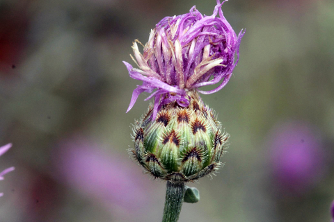 close up of purple spotted knapweed flower