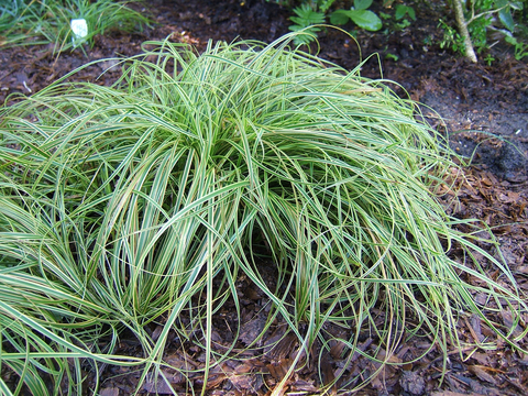 Grassy green and yellow striped mounded long-leafed plant.