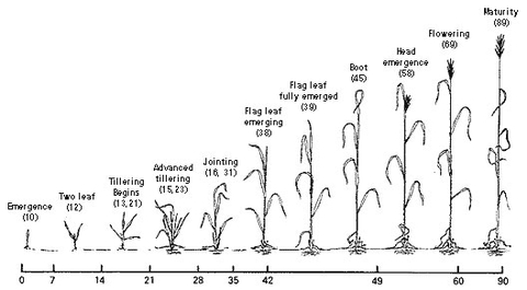 Wheat Growth Chart