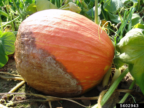 An orange squash with a brown and white lesion.