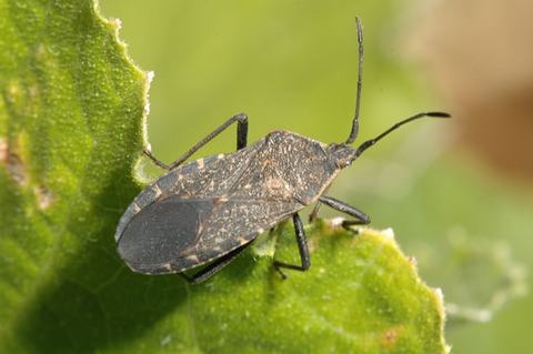 A dark gray adult squash bug