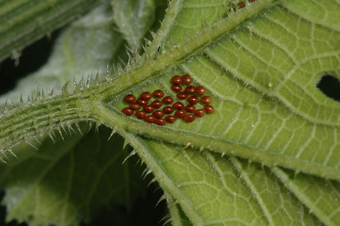 Bronze oval-shaped squash bug eggs on the underside of a leaf