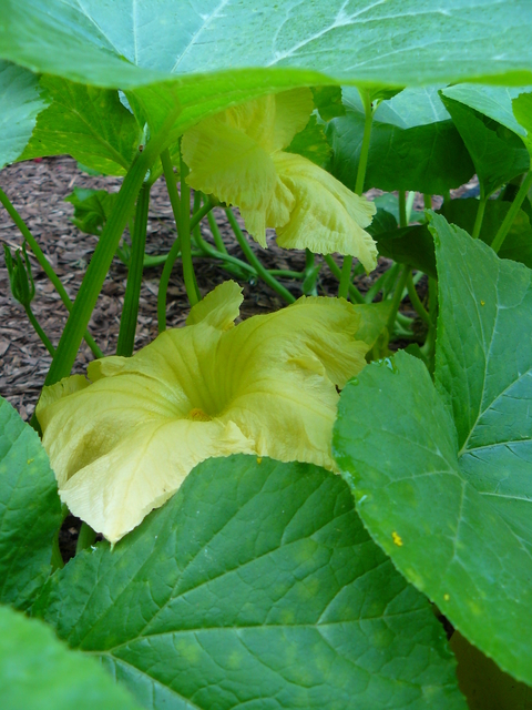 Pale yellow squash flower (Curcurbita species) and bright green leaves.