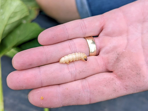 A large white larva with a black head held in the palm of a hand wearing a wedding ring.