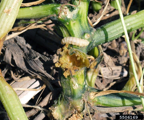 Squash vine borer larvae resemble maggots. There is frass lining the hole where the larvae was eating the base of a pumpkin plant.