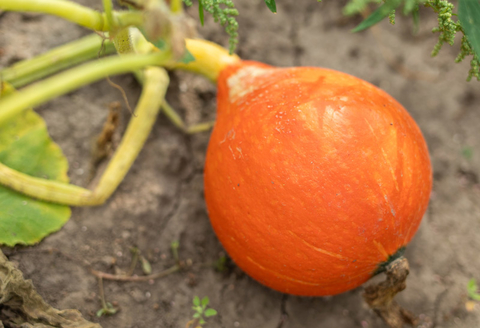 A small orange squash growing on a vine.