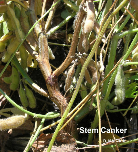 soybean plant with brown stem and brown and green pods.