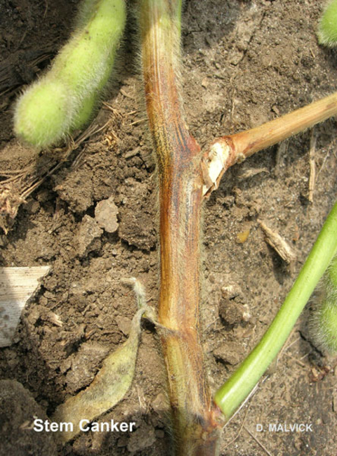 close up of soybean stem with brown and green branches.