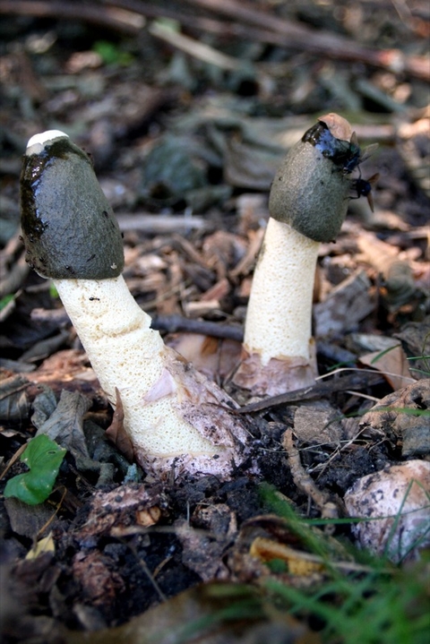 Two white elongated spears with brown, slimy caps growing out of a forest floor littered with dead leaves and twigs.