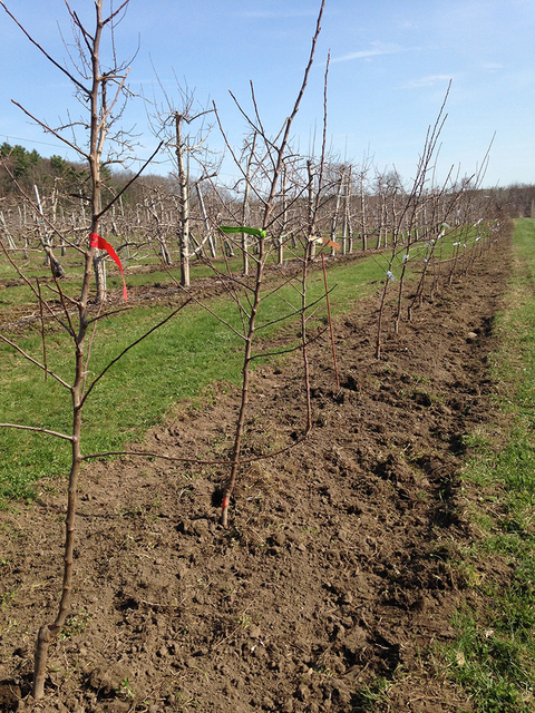 many young trees planted in rows in dirt with areas of grass between rows