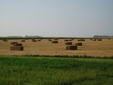 Straw bales in field