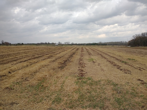 Strawberry field with row mounds and no visible plants or straw covering.