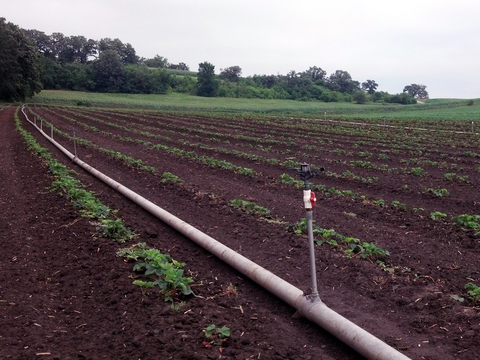 Irrigation piping with 2-foot tall sprinkler heads installed in a strawberry field.