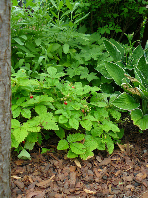 Tiny alpine strawberries on a bush among other green plants near a tree.