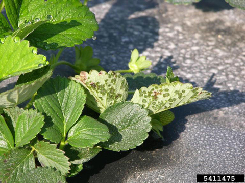 strawberry leaves with dark green spots on the underside of some leaves