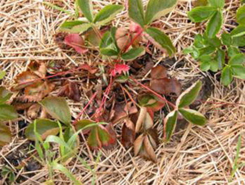 strawberry plant with wilting and dying leaves on a bed of straw
