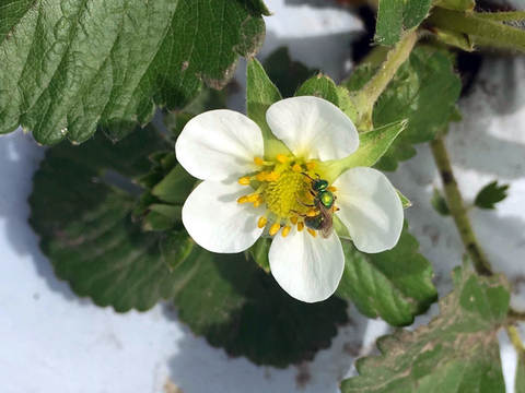 A white strawberry blossom with a green fly collecting pollen from its yellow center.