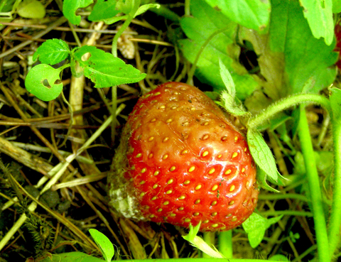 Tan blotch on strawberry attached to plant lying in straw.