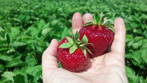 hand holding two large red strawberries against green leafy background