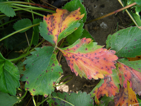 strawberry leaves with orange-red blotches and dark spots 